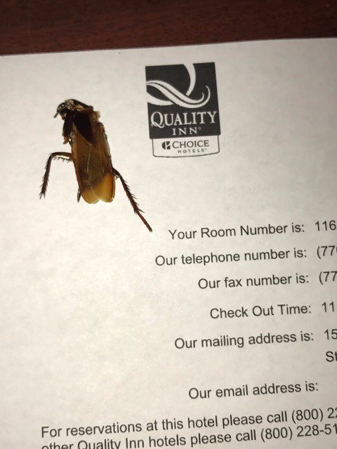 Choice Hotels On Twitter Yuck Please Email Your Stay Details To 1 Reply 0 Retweets Likes