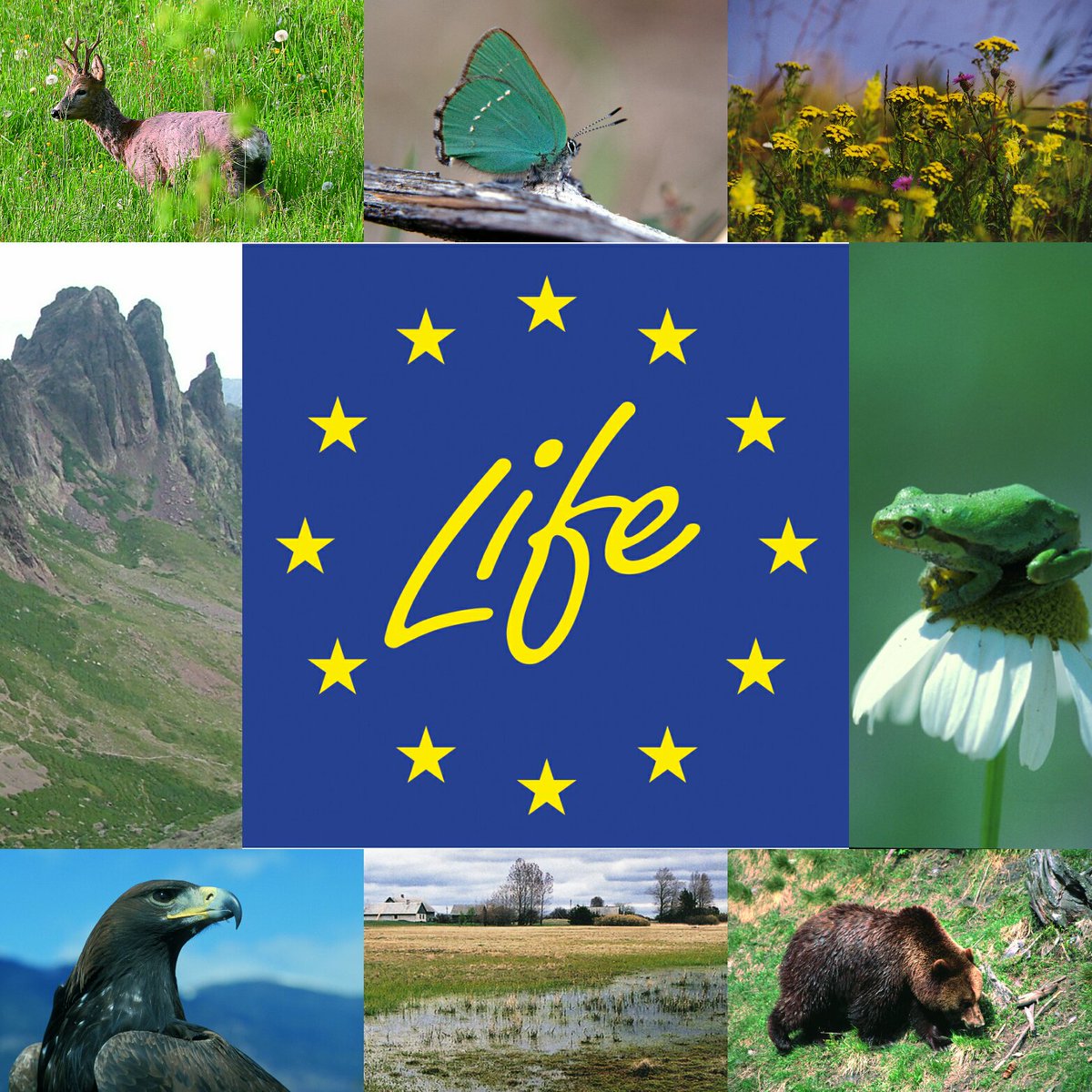 EU_ENV's tweet photo. .@EU_Commission invests over €220 million in 144 new green &amp; low-carbon projects across Europe under @LIFE_Programme https://t.co/JEf7jcxKvQ https://t.co/WMmWJRSjnQ