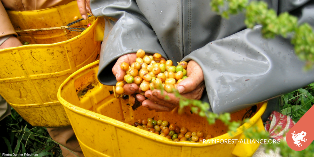 Over 1.4 BILLION cups of #coffee are consumed every day around the globe. bit.ly/RA-Food #CoffeeThursday
