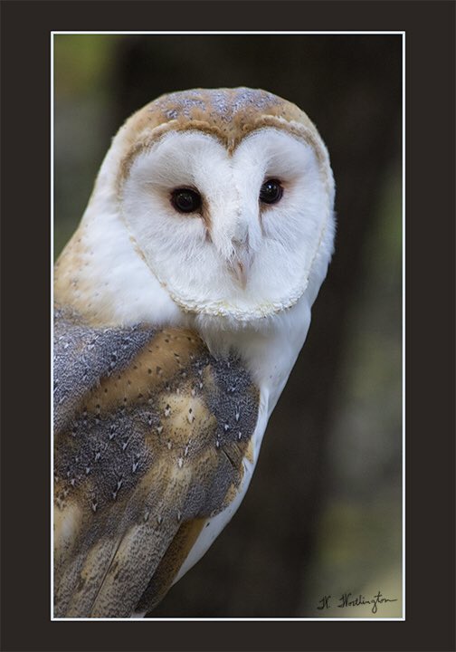CVLegends's tweet photo. #worthingtonphotography #castrovalley #cvlegends #CV #owlbeback https://t.co/EG1Qg50QqV