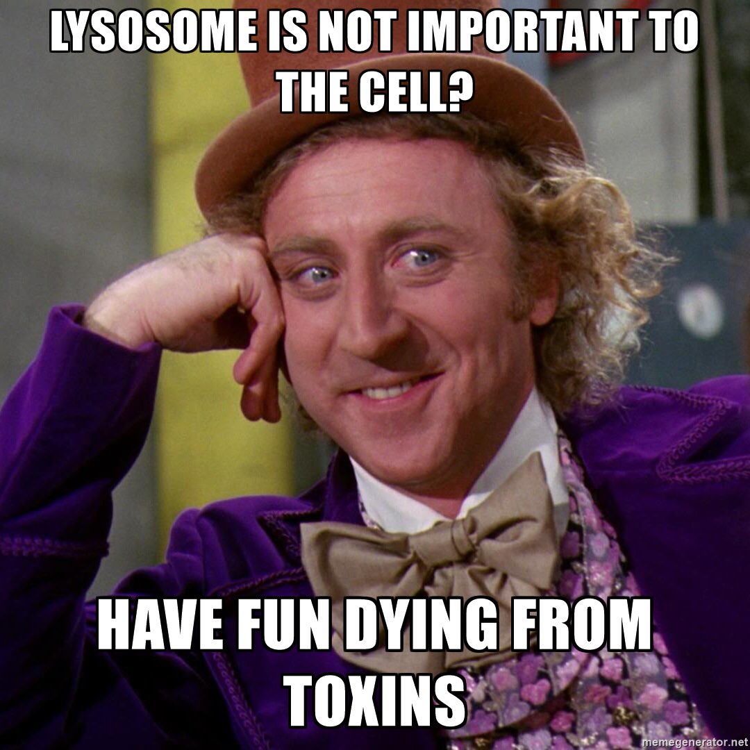 lysosomes_rule's tweet photo. #DeCELLsion16 #voteLyso2k16 @CHSbio if you don't want to die, vote Lysosomes https://t.co/Gmo9jLIivI