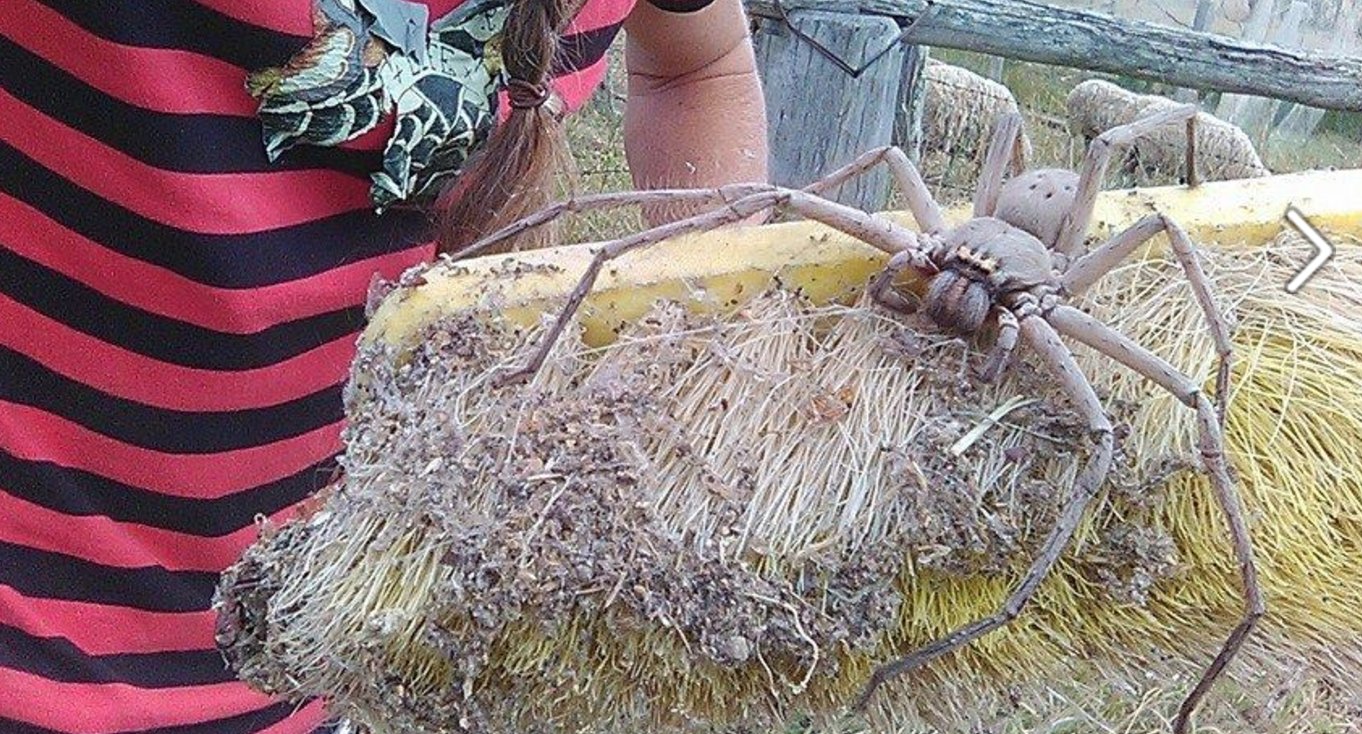 Самый большой паук в мире