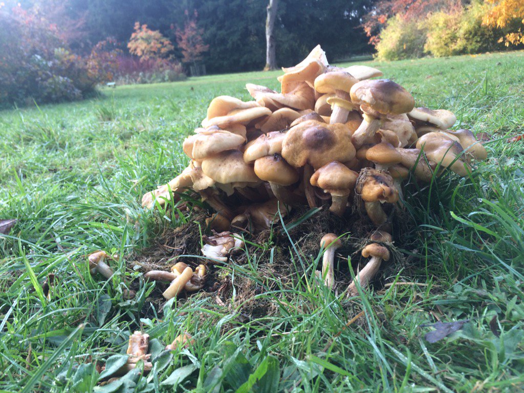 WessexWorld's tweet photo. What is this? @cornishwildfood @WestonbirtArb #FungusWatch #Autumn Coswolds https://t.co/CN2RsEMP2h
