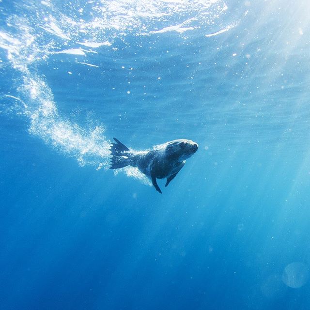 "Outta my way, I'm coming through!" - The fur seals of #MontagueIsland are rather agile swimmers (via IG/cam_mcfarlane_photo)
