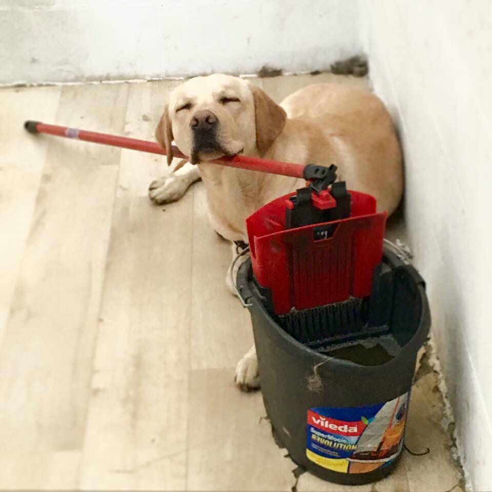 BauLoft's tweet photo. La #BauStar di questo #giovedì è...JAKE! @lazampa @VANITYPETS @rep_torino https://t.co/054NhBiBBU https://t.co/NWRIosYLhl