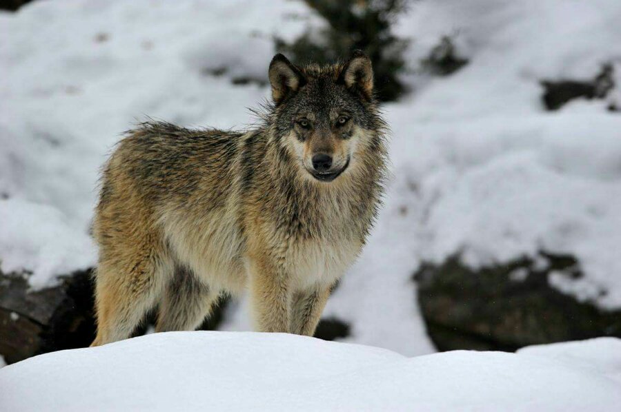 AranPark a barrat es pòrtes aguesta sason damb mès de 45.000 mil visitaires e dejà premanís era arribada des lops grisi tara primauera.