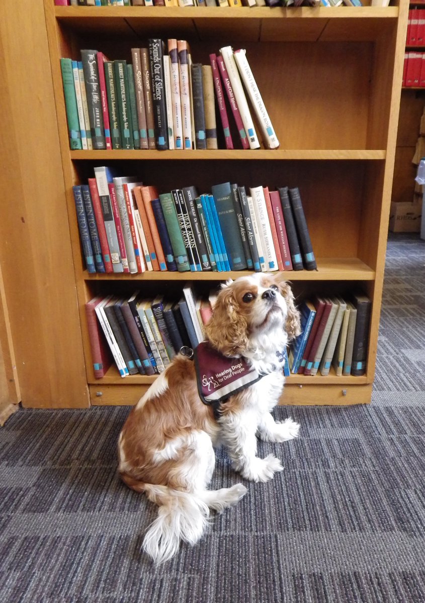 HearingLibrary's tweet photo. We have a visitor! A studious #hearingdog! :) @HearingDogs https://t.co/JsgnUPncCN