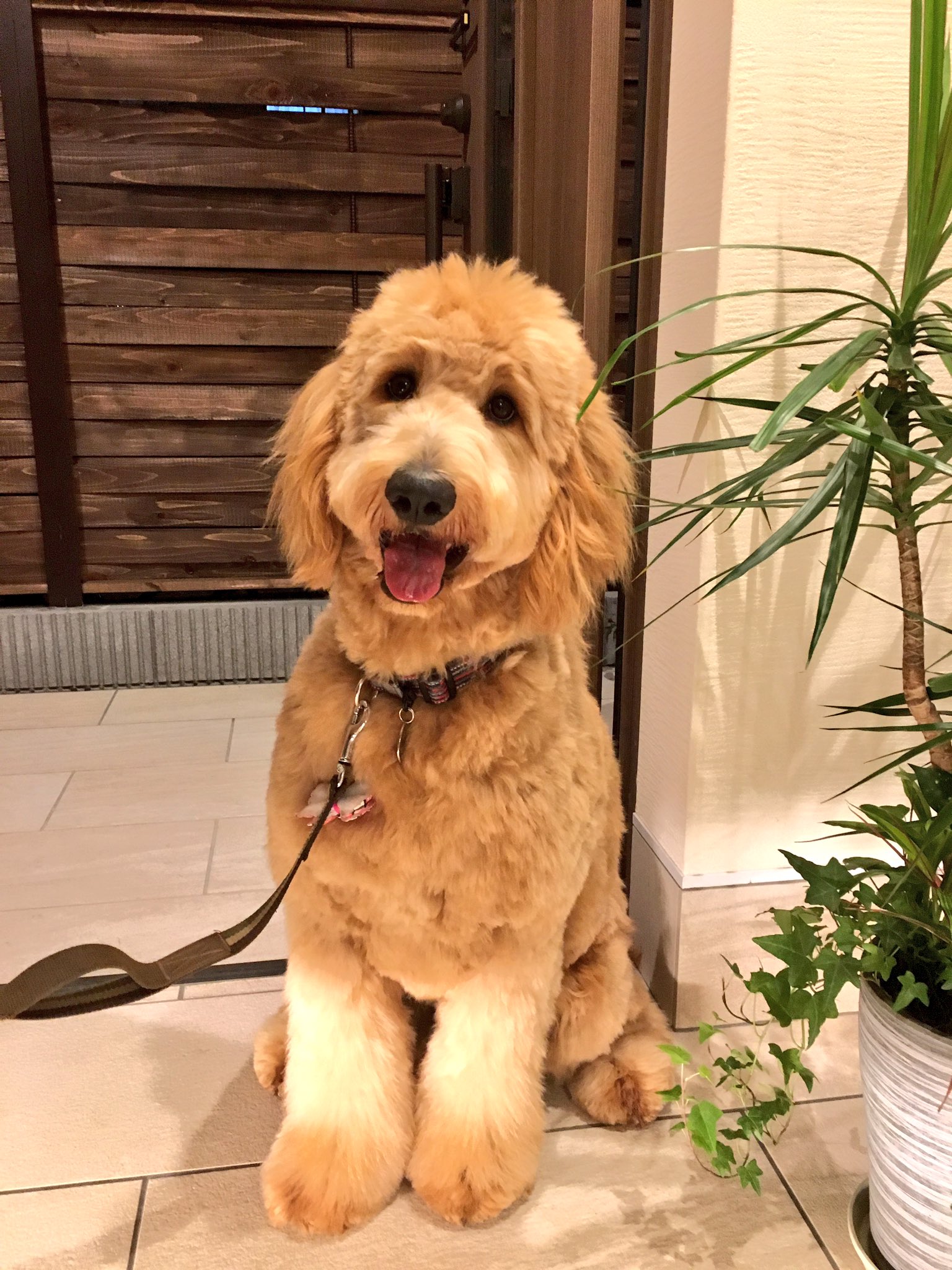 kyon（doodle RIN） on X: 