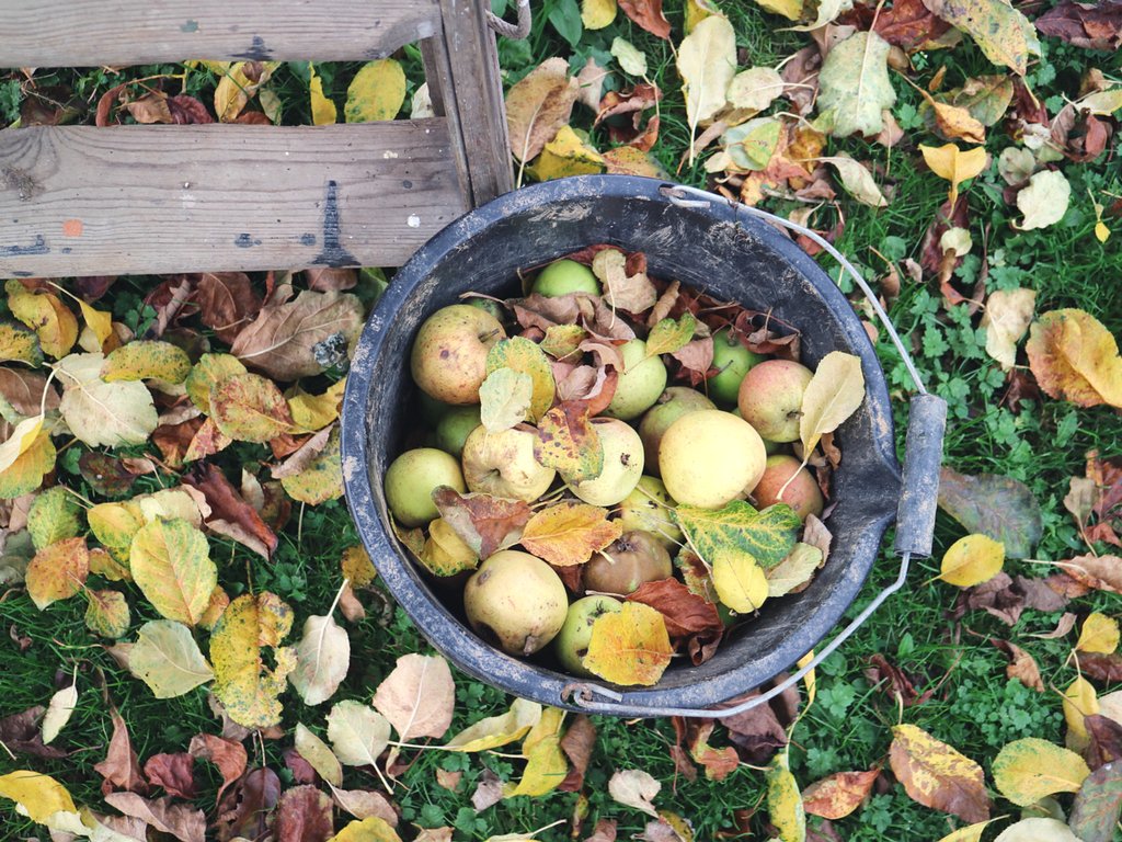sianwardc's tweet photo. A little update on my plans for the blog...https://t.co/jqFrxsqEYY 🍂🍎 @FemaleBloggerRT @BusyBloggers #BloggersBlast #cornishbloggers https://t.co/Ij8rLZ7loH