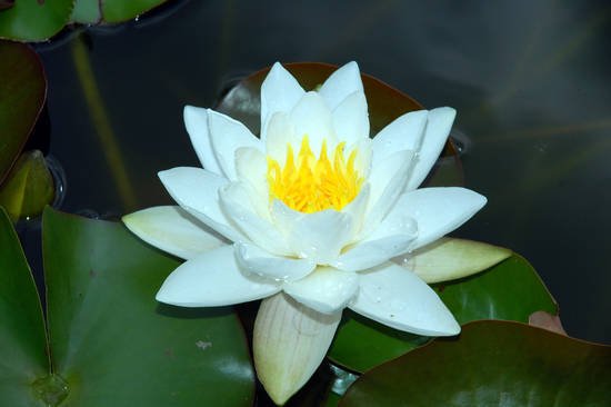 In attesa della primavera ci guardiamo assieme questa splendida nimphea bianca
#ninfea#bellezza#pianteacquatiche#primavera#autunno#fiori