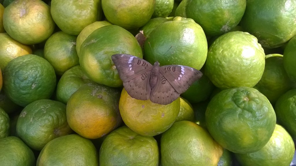 NijasureP's tweet photo. This #CommonBaron female trying to get some #Food dispite the #City crowd at #VileParle #Market #Oranges #Fruits https://t.co/DKpF19RsWM