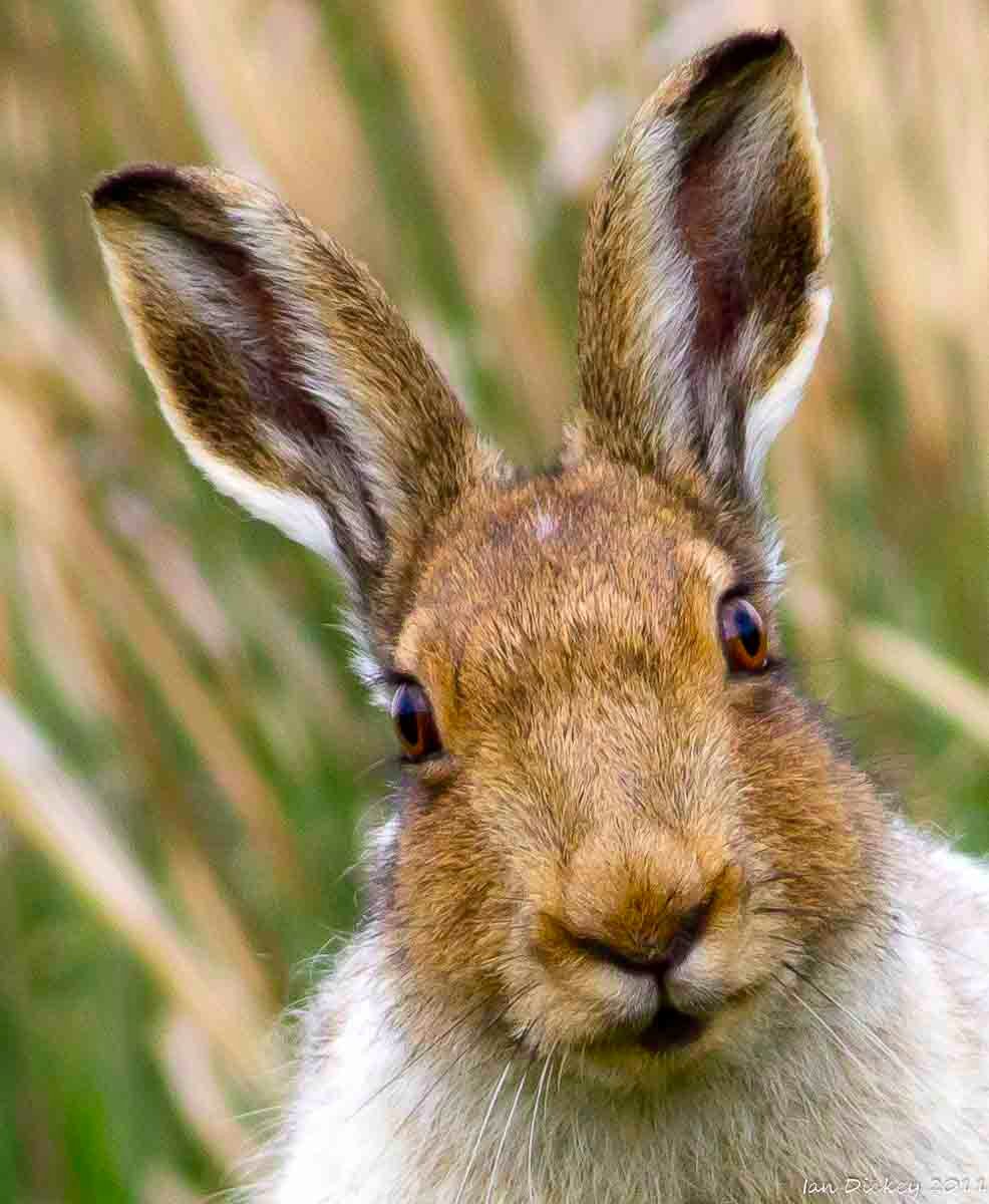 HeyRaChaCha's tweet image. On @metromorning, @MichaelRCaputo predicted it will be Trump by a hare next week. #TheMagicOfRadio @buffalopundit
