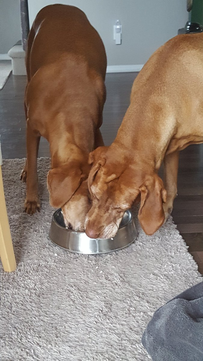 2DogsAtSunset's tweet photo. Let me help you with your breakfast 👅👅🐾🐾 #Vizslas https://t.co/ij4LZB9IkP