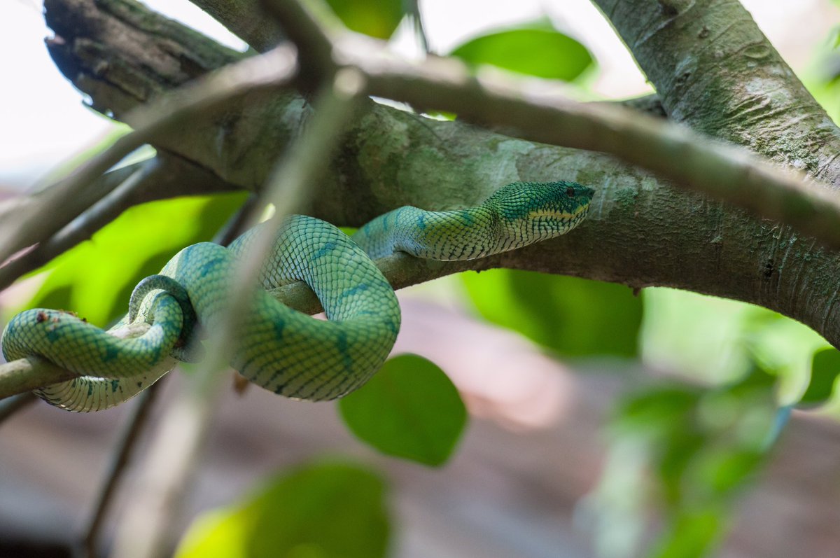 Kevin_Babey's tweet photo. Last day filming before returning to the UK! Just a little snake! #ProjectBorneo @Blackmagic_News @FujinonOptics @camRade @GB_Labs @PAG_UK https://t.co/AJi6qcyQ6K