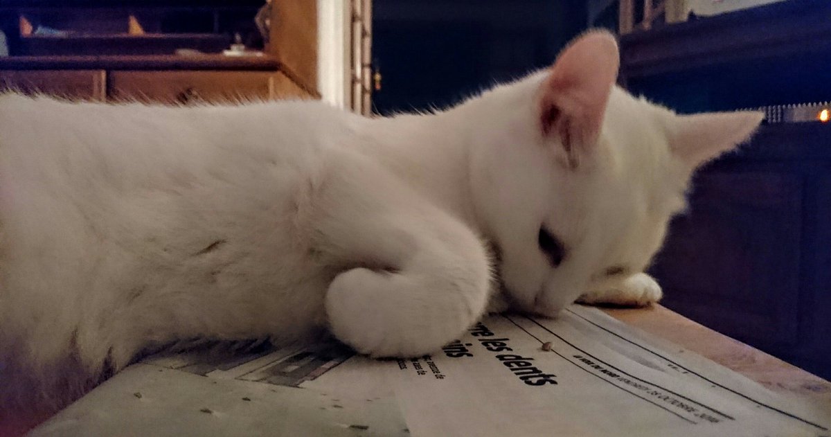 john33710's tweet image. L'information, le moment important de la journée. #Info #chat #animals