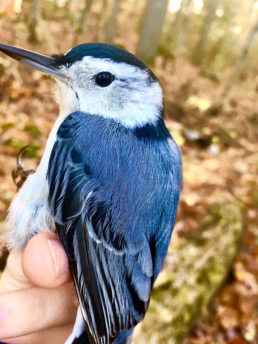 thebluebirdgirl's tweet photo. 1st white breasted nuthatch in hand! #birdnerding #ecologylab #science #maine https://t.co/a1rGddhCiO