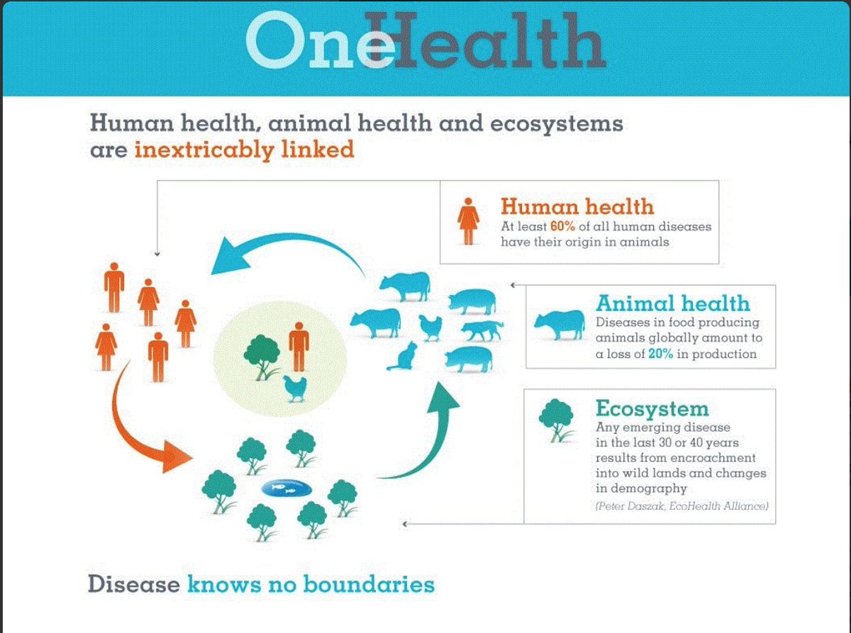EcosystemHealth's tweet photo. Human, #ecosystem, and animal #health are intrinsically interconnected! Raise awareness to celebrate #OneHealthDay! https://t.co/CGqI7v7ms2 https://t.co/BjurFi8wOx