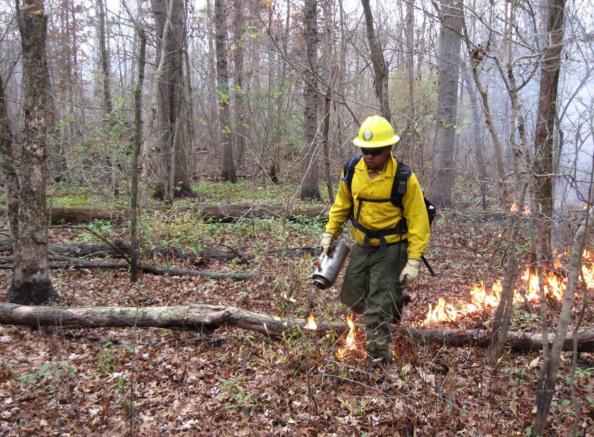 ShawneeNF's tweet photo. Fire helps maintain healthy oak forests, according to scientists who study birds, native plants and other wildlife. https://t.co/k30yAB3MPu