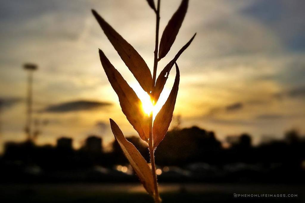 PLIworld's tweet photo. #tbt Golden calm 🍂#iphoneography #iphone4s #wmm_moody #weeklymobilemacro #snapseed #thesi… https://t.co/eRUIKzQSTk https://t.co/XNCykMm4CS