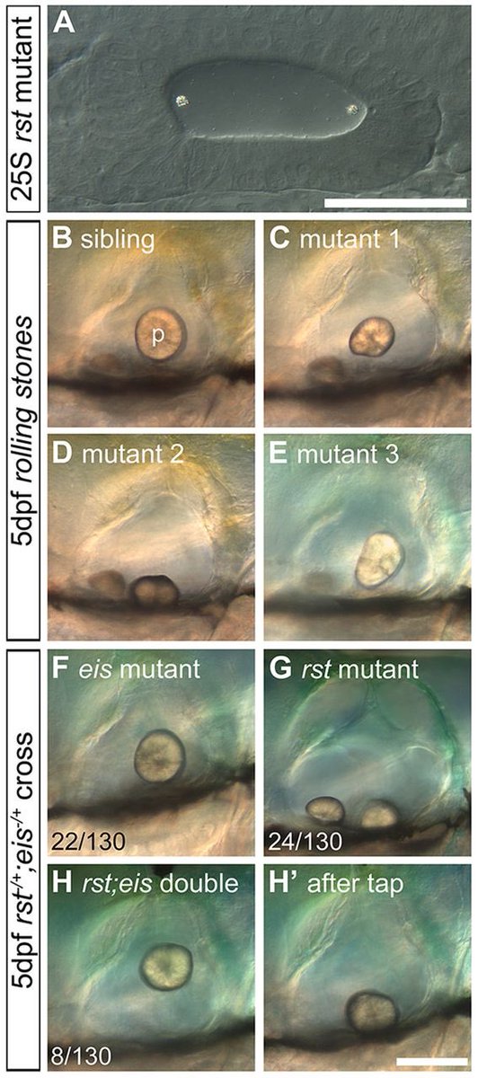 PeterCVelazquez's tweet photo. @NutmegSomething  Did you know, there is a gene mutation in zebrafish named Rolling Stones named after the rock band "The Rolling Stones"? https://t.co/kbQeZXFeVr