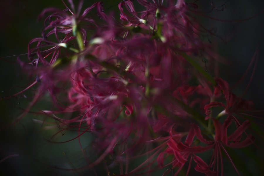 gekitetsu07's tweet photo. #彼岸花 # #d800 #gekitetsuの写真 #lflower #photographer https://t.co/eDnnA6Bfej