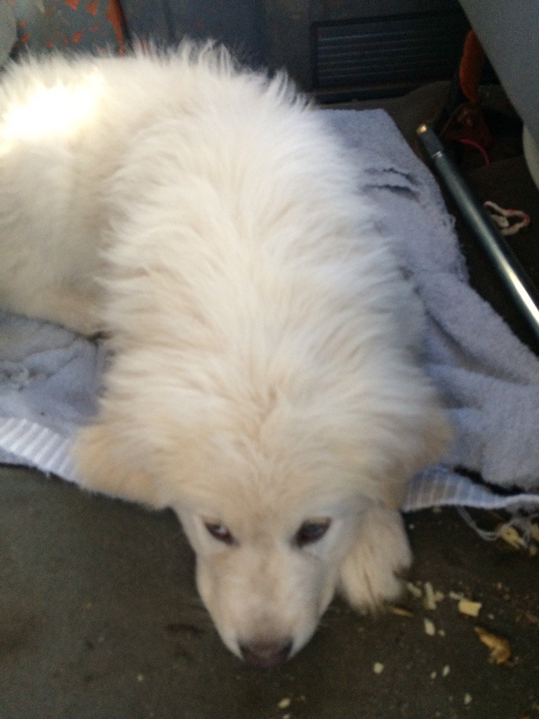 HaystinH's tweet photo. Delivering last #livestock guardian #maremma #akbash #sheepdog from that litter! https://t.co/HORN7P0JfF