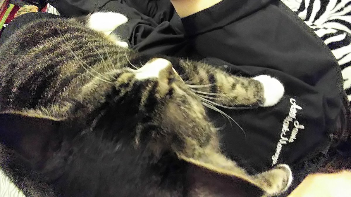 JamieLee_29's tweet photo. Every day, every time I lay down
#KittyProbs https://t.co/dh2RmCKYqU