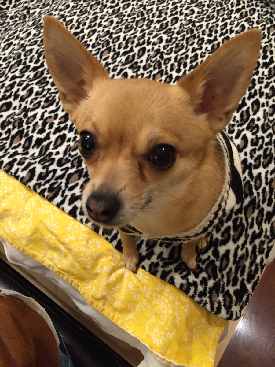 terrieJ123's tweet photo. My little Lily. #dogsoftwitter #dogs #DogsGetMyVote #doggies #OurRevolution https://t.co/dkD93e5NyV