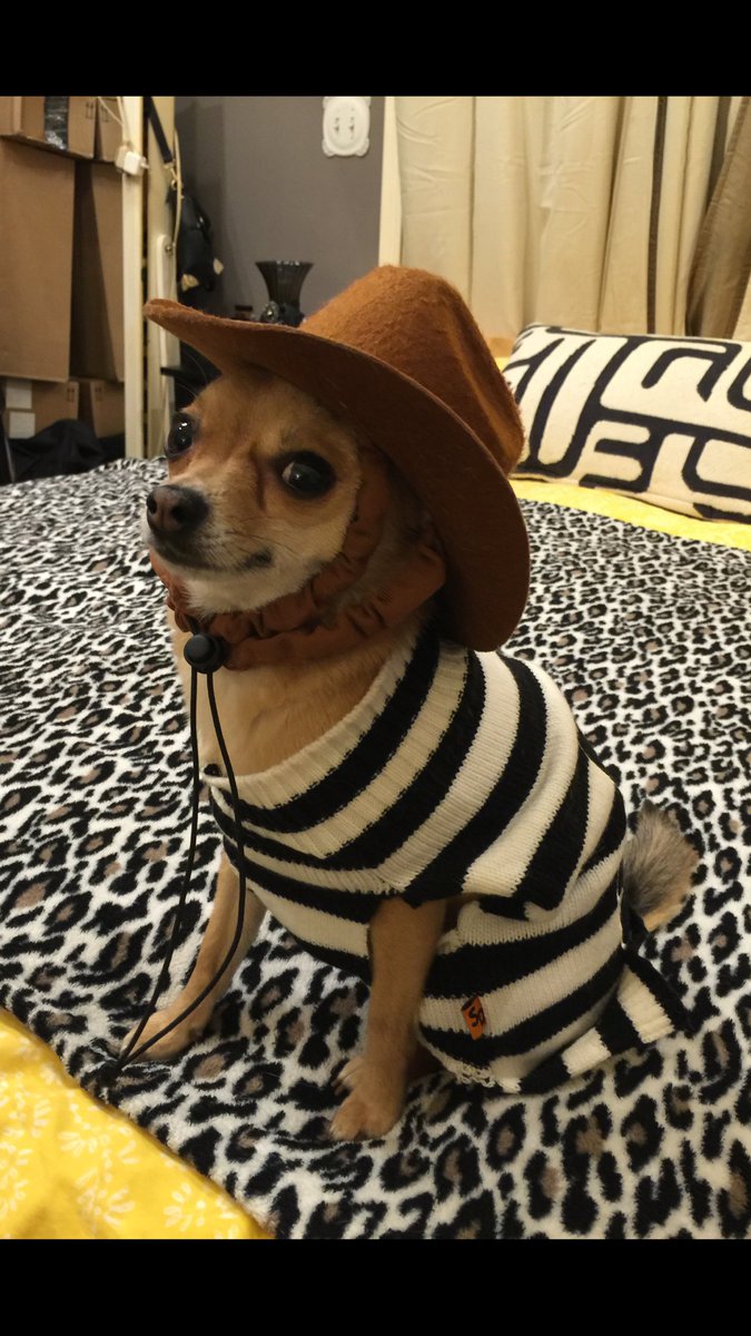 terrieJ123's tweet photo. My little Lily. #dogsoftwitter #dogs #DogsGetMyVote #doggies #OurRevolution https://t.co/dkD93e5NyV