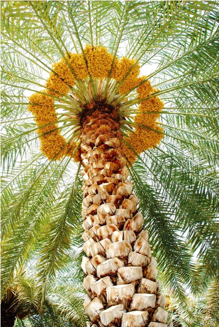 وما كنت ممن يدخل العشق قلبه 
و لكن من يبصر جفونك يعشق 
#النخلة
#تمور_السعودية