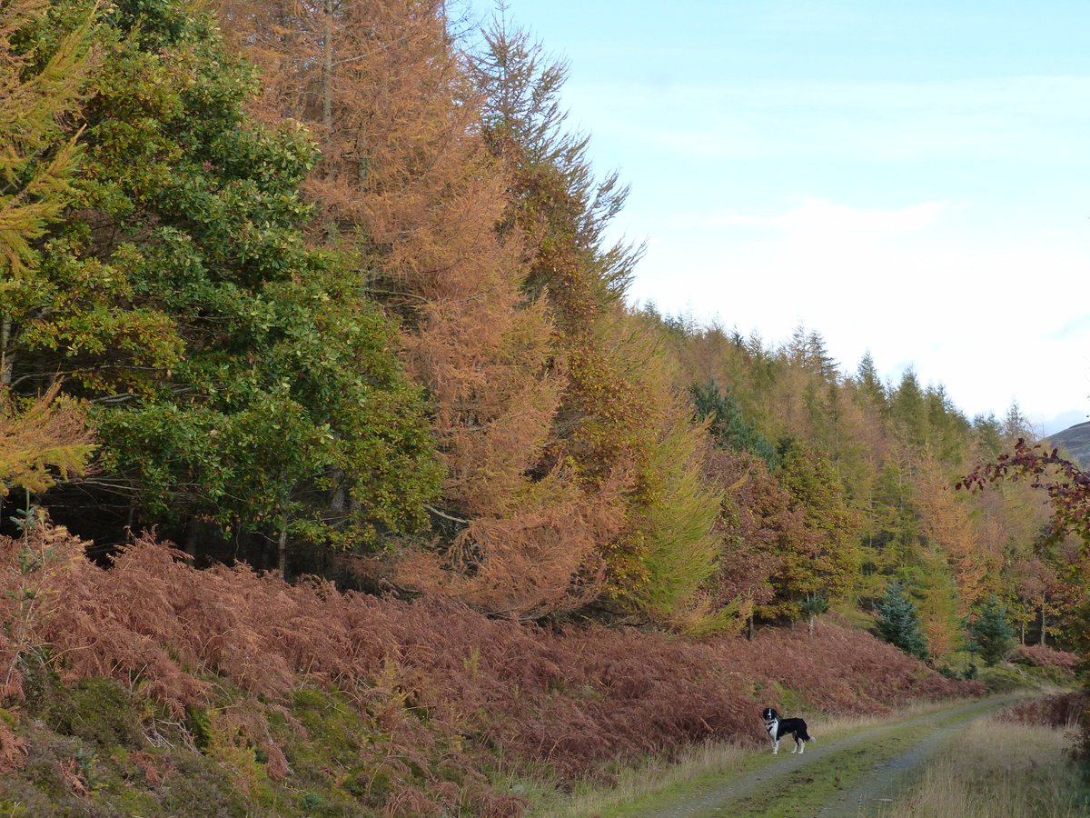 TinyAcornForest's tweet photo. Autumn surveying https://t.co/RGUkGZaRQz