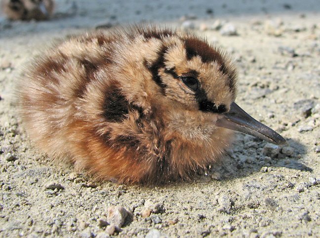 HollyConrad's tweet photo. You guys, look at this baby Timberdoodle :c https://t.co/yG7TowfMWD