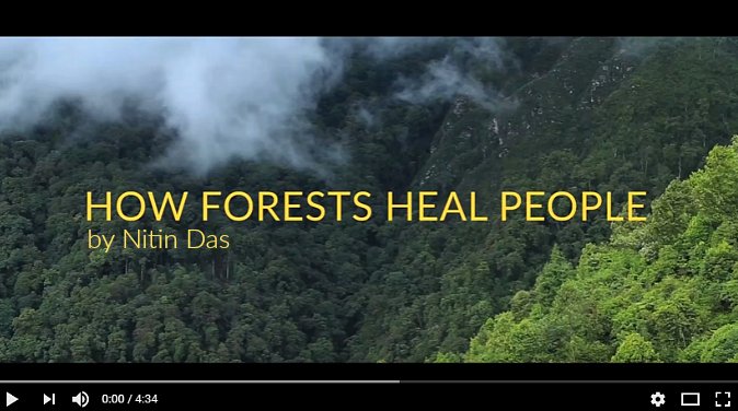 amos_clifford's tweet photo. "This is a film about forest. It is also a film about you." by #NitinDas #Filmmaker #ForestTherapy #Shinrinyoku https://t.co/v1z3gpCsDO https://t.co/JSSZTcbTw0