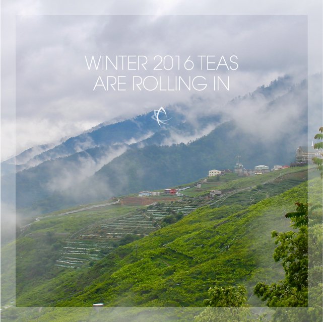 taiwanteacrafts's tweet photo. The best #gaoshan #tea from the #Dayuling, #Lishan, #Longfengxia and #Alishan terroirs is arriving on https://t.co/d94eemLd4R #taiwantea https://t.co/18oRXn7Duh