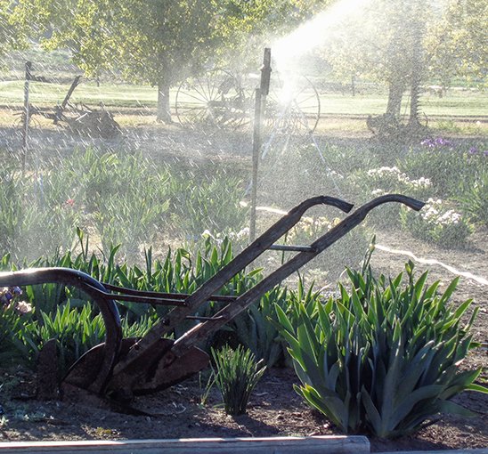 RossRoadIris's tweet photo. Sprinklers on in the east park iris garden  #iris #gardening #rossroadiris https://t.co/KhokRJukYB