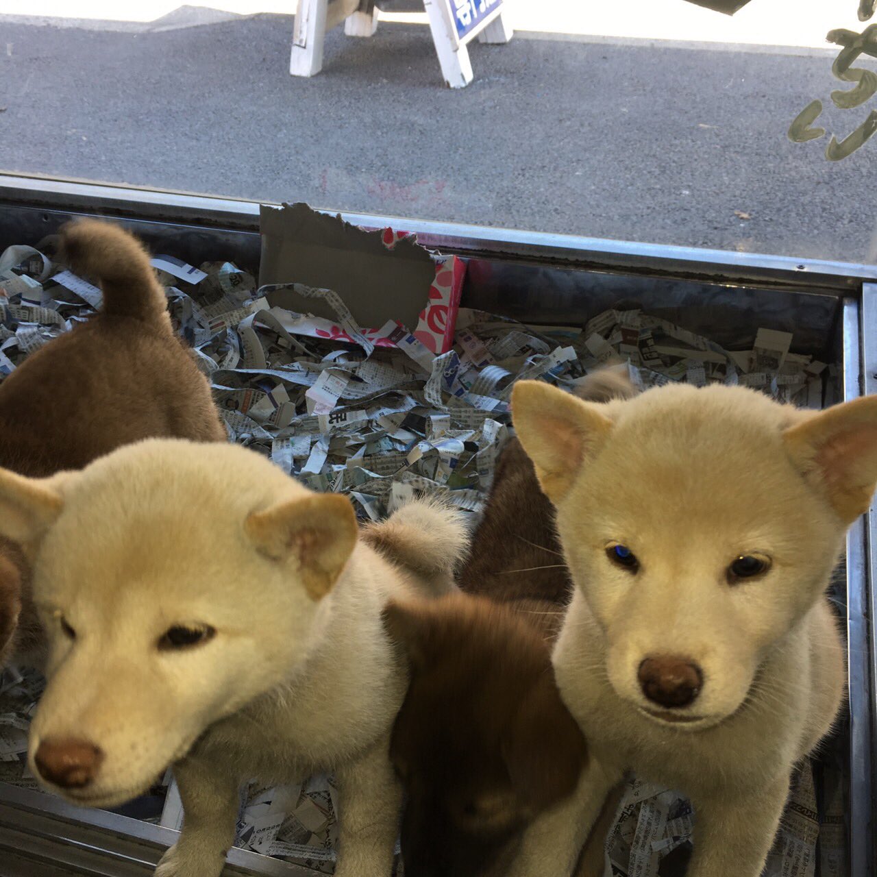 自家繁殖柴犬専門店 白柴 産まれた 生まれた 横浜市 港南区 上大岡 笹下 神奈川県 日本 珍しい 貴重 問い合わせ 犬 犬種 ドッグ ブリーダー Dog 柴犬 子犬 坂下ペットセンター T Co 4lgdhddl Twitter