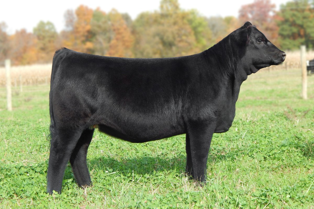knapper_cattle's tweet photo. CHECK HER OUT! Selling in the 2016 HBC Sim-Solution Sale on Sat 12/3.  KNA MISS ELECTRIS  ASA#3151145  DOB 3/16/2016  SIRE:MR TR HAMMER https://t.co/dn6NuXQy6U