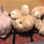 もしかして仲間？!いえいえ、ウサギが友達だと思っているのはスリッパですｗ