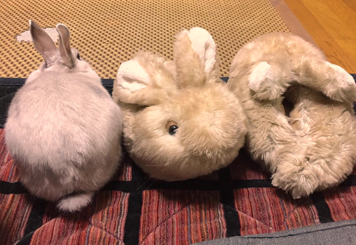 もしかして仲間？！いえいえ、ウサギが友達だと思っているのはスリッパですｗ