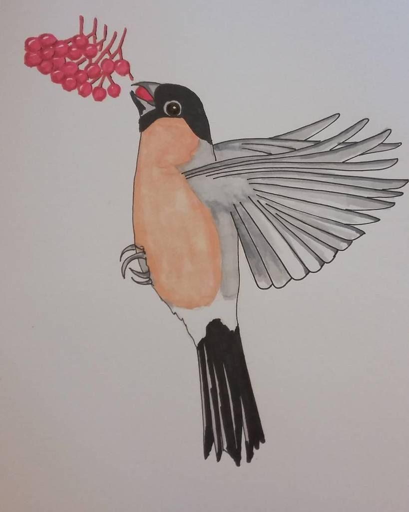 anghenn's tweet photo. Time to finish and print up the rest of my #birdsinflight #illustration
#raspberrythief
#b… https://t.co/CRsT3rbbby https://t.co/nfEmtM05hz