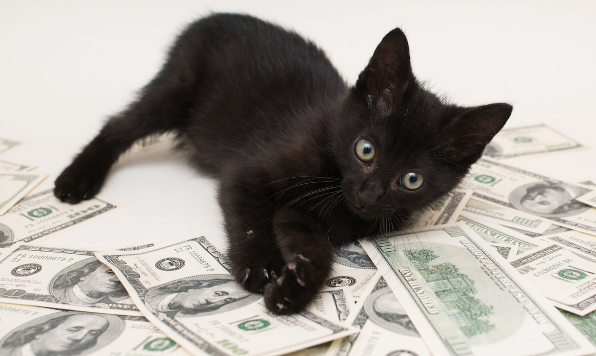 CatsAndMoney tweet picture
