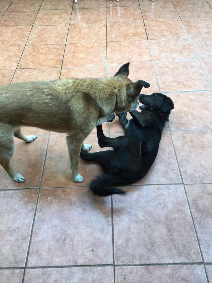 Se regala perrita  "Romy". Por espacio no se puede tener en la casa pero es muy cariñosa y juguetona. RT por favor