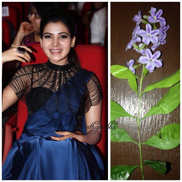 Samsqueendom's tweet photo. My fav chocolate flowers,it smells like chocolate so I named them chocolate nd @Samanthaprabhu2 smiles lke Angel so we named #SamAngel 😂👈🏻❤️ https://t.co/XdsFjOBYWd