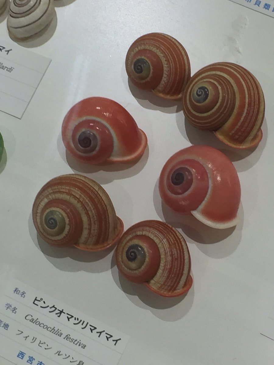 inapty's tweet photo. カタツムリの企画展もあり、今回は海の貝よりカタツムリの方が多いくらいだった。外国のカタツムリが色彩豊か。メインの展示は、殻が本物で軟体部分がリアルフィギュアというカタツムリの展示で、面白い見せ方だと思った。ミスガイとかのウミウシバージョンも見てみたい。 https://t.co/tbQr3XrvhV