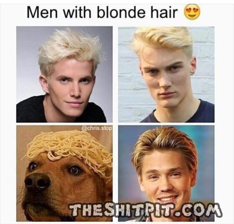 The Shit Pit On Twitter Zestymemes Funny Dogs