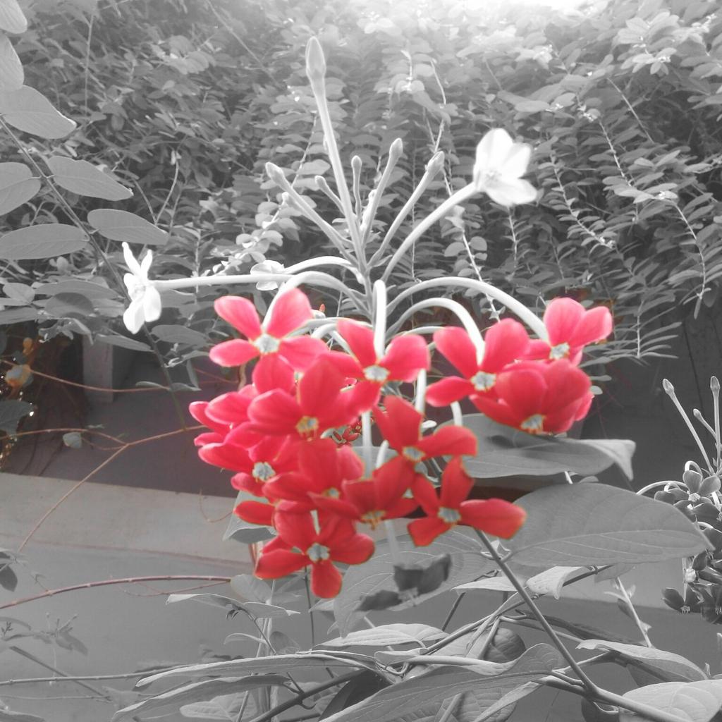 IamShikha13's tweet photo. #bnw_splash #love_splash #splash_style #splash_creative_pictures #nature #myclick #photographyeveryday https://t.co/DOSvQOq8gK