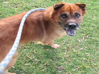 CutePetsMesa's tweet photo. Hello, I'm Steeler. I am a male red/black wash chow chow/mix. https://t.co/432PYHB4HR https://t.co/eirWKwMSwa