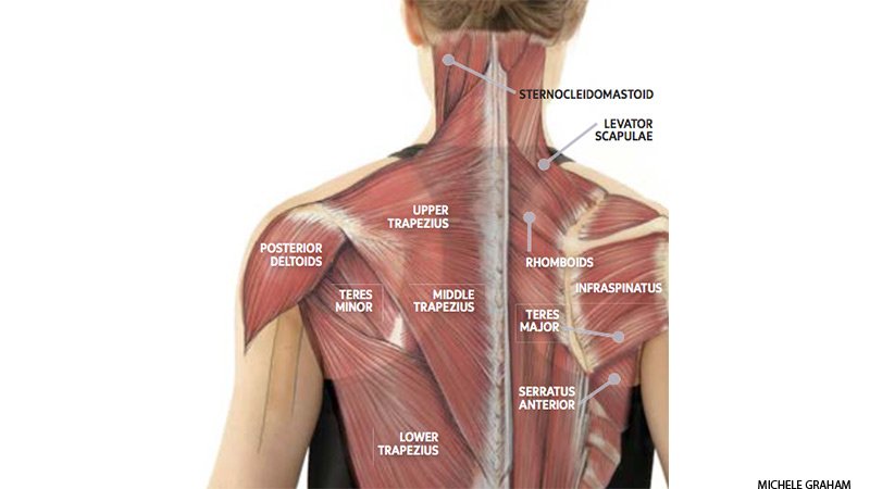 Pinched nerve trapezius How Do