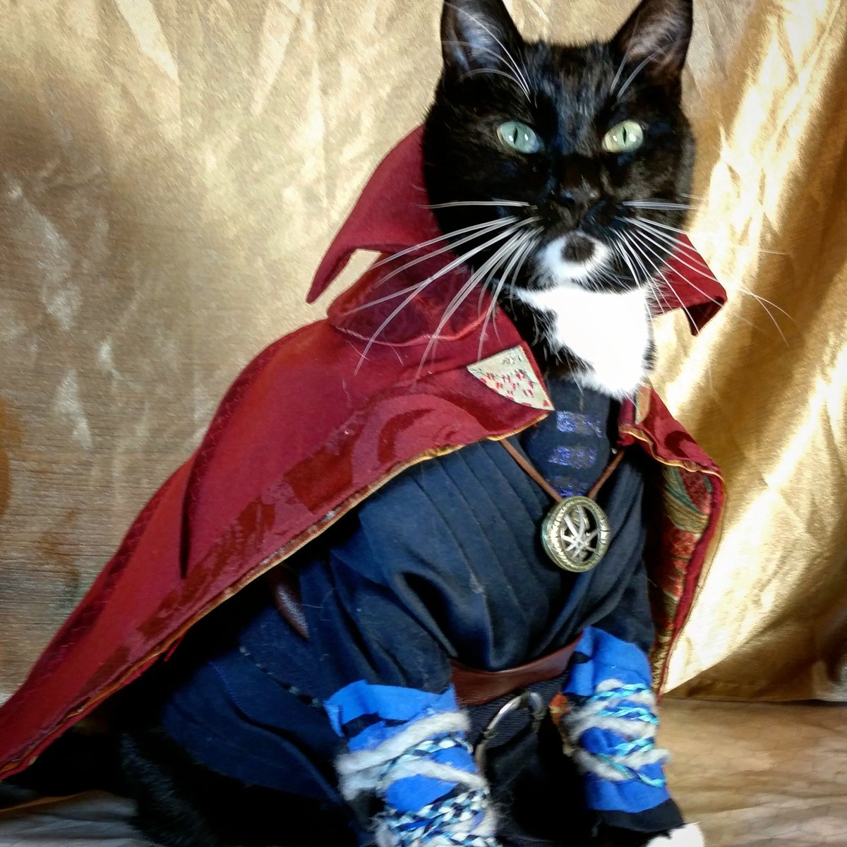 Cat Cosplay tweet media