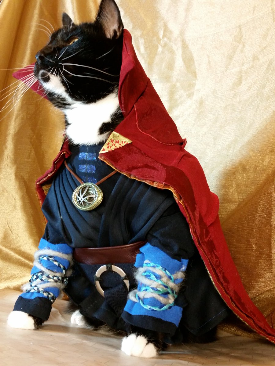 Cat Cosplay tweet media